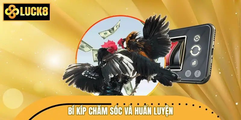 Bí kíp chăm sóc và huấn luyện để gà có gà đá đòn độc
