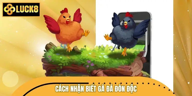 Cách nhận biết gà đá đòn độc qua ngoại hình và lối đá Cách nhận biết gà đá đòn độc qua ngoại hình và lối đá