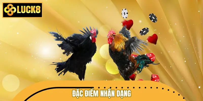 Đặc điểm nhận dạng chiến kê sở hữu đòn đá liên hoàn cước