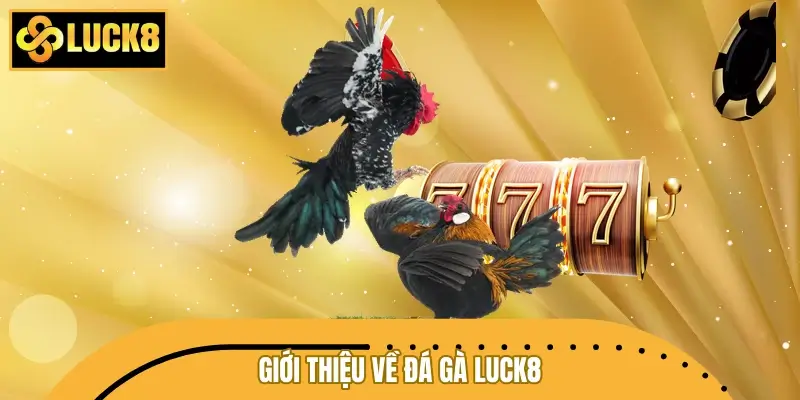 Đôi nét về sảnh đá gà LUCK8